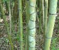 Golden Bamboo / Phyllostachys aurea